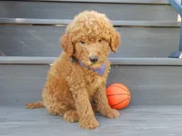 Theo (medium), a male Miniature Goldendoodle for sale in Berlin, OH – 3 of 5