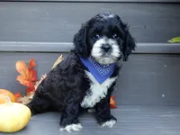Dakota, a male Cockapoo for sale in Berlin, OH – 5 of 6
