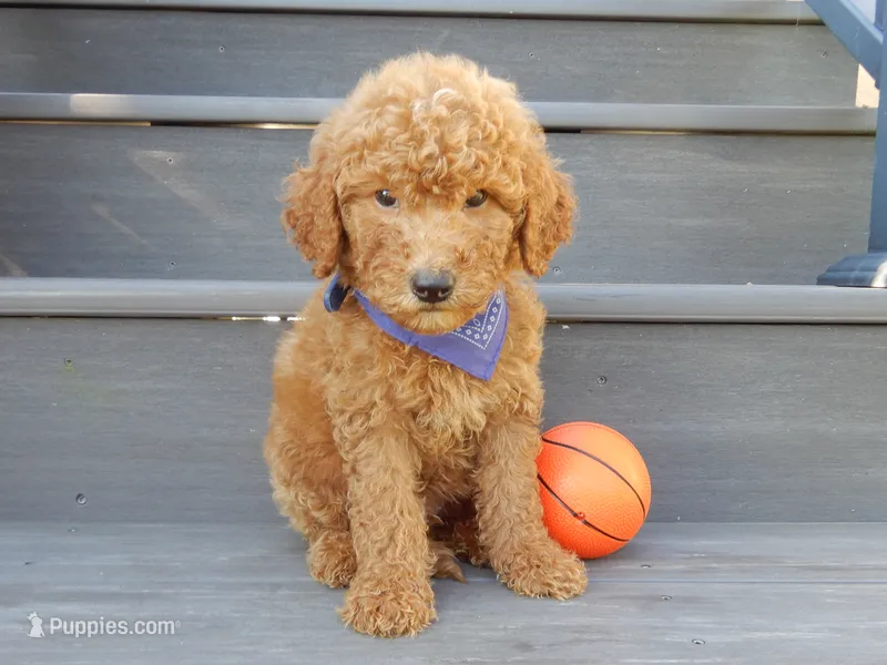 Theo (medium) – Miniature Goldendoodle puppy for sale in Berlin, OH
