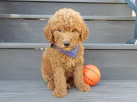 Theo (medium), a male Miniature Goldendoodle for sale in Berlin, OH – 1 of 5