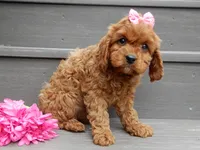 Izzy, a female Cavapoo for sale in Berlin, OH – 2 of 7