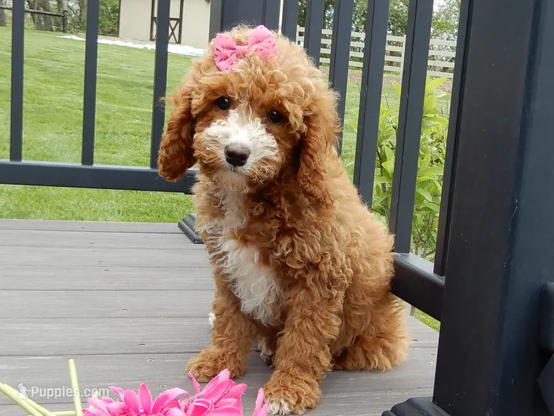 Lulu – Cavapoo puppy for sale in Berlin, OH