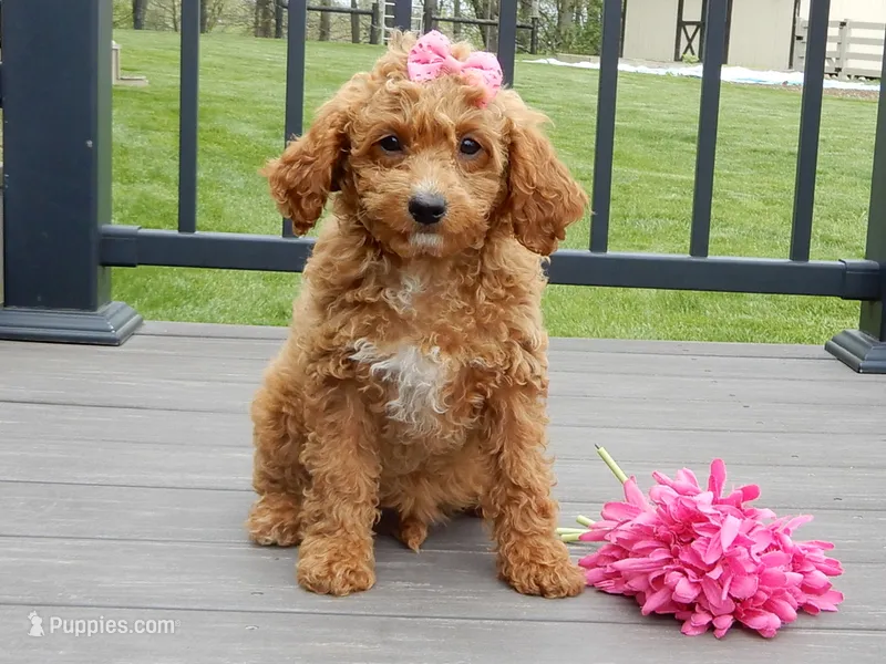 Penny – Cavapoo puppy for sale in Berlin, OH