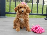 Penny, a female Cavapoo for sale in Berlin, OH – 1 of 6