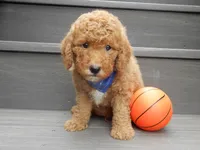 Sammy, a male Miniature Goldendoodle for sale in Berlin, OH – 5 of 5