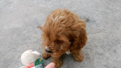 Miley, a female Cavapoo for sale in Berlin, OH – 4 of 5