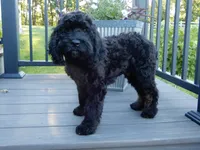 Jet, a male Cockapoo for sale in Berlin, OH – 5 of 10