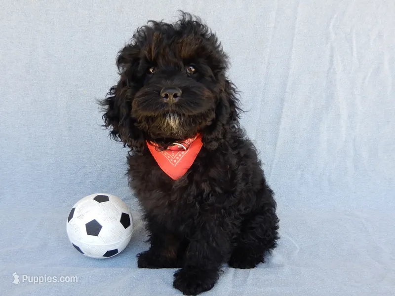 Smokey – Cockapoo puppy for sale in Berlin, OH