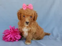 Sasha, a female Miniature Goldendoodle for sale in Berlin, OH – 4 of 5