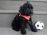 Jet, a male Cockapoo for sale in Berlin, OH – 7 of 9