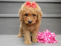 Sheila, a female Miniature Goldendoodle for sale in Berlin, OH – 6 of 6