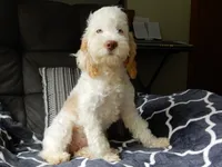 Maci, a female Cockapoo for sale in Berlin, OH – 7 of 7