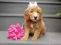 Ginger, a female Miniature Goldendoodle for sale in Berlin, OH – 4 of 7
