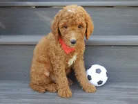 Jake (medium), a male Miniature Goldendoodle for sale in Berlin, OH – 1 of 5