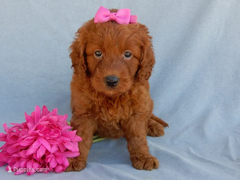 Lucy – Miniature Goldendoodle puppy for sale in Berlin, OH
