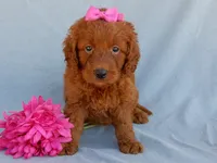 Lucy, a female Miniature Goldendoodle for sale in Berlin, OH – 1 of 5