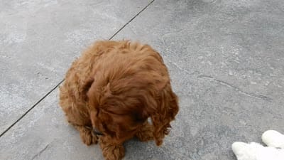 Izzy, a female Cavapoo for sale in Berlin, OH – 7 of 7