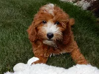 Jane, a female Miniature Goldendoodle for sale in Berlin, OH – 3 of 6