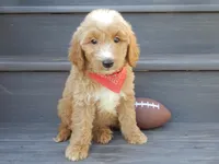 Bear (medium), a male Miniature Goldendoodle for sale in Berlin, OH – 3 of 7