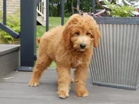 Kenny , a male Miniature Goldendoodle for sale in Berlin, OH – 3 of 6