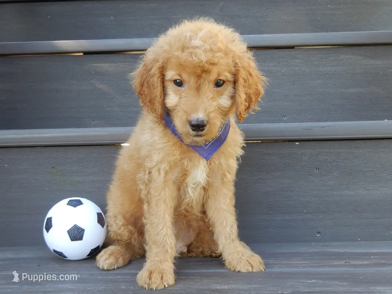 Rover (medium) – Miniature Goldendoodle puppy for sale in Berlin, OH