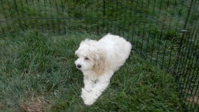 Ollie, a male Cockapoo for sale in Berlin, OH – 6 of 6