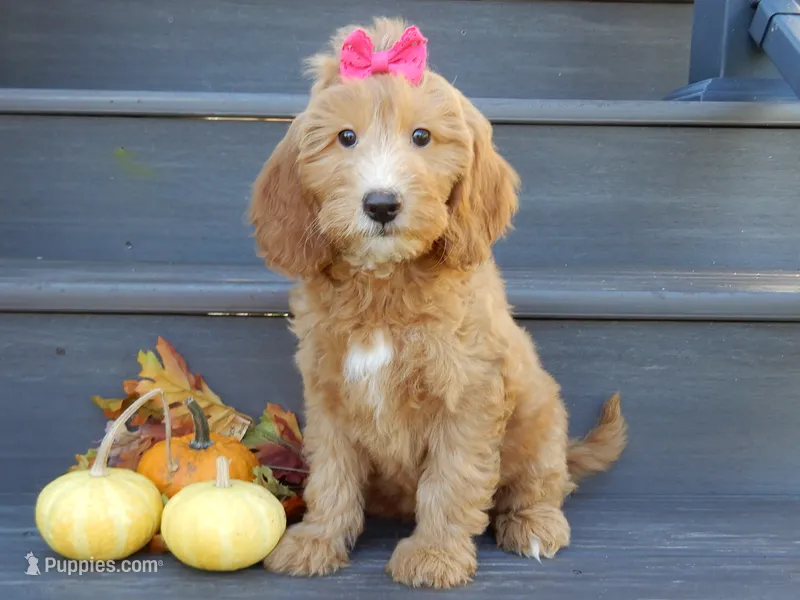 Ginger – Miniature Goldendoodle puppy for sale in Berlin, OH