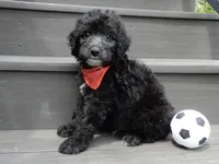 Mason, a male Sheepadoodle for sale in Berlin, OH – 4 of 9