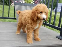 Douglas, a male Miniature Goldendoodle for sale in Berlin, OH – 6 of 6