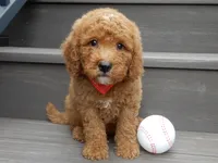Louie, a male Miniature Goldendoodle for sale in Berlin, OH – 5 of 5