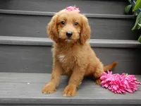 Bella, a female Miniature Goldendoodle for sale in Berlin, OH – 4 of 5