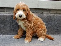 Charlie, a male Miniature Goldendoodle for sale in Berlin, OH – 4 of 4