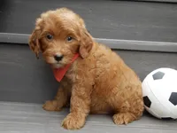 Bingo, a male Miniature Goldendoodle for sale in Berlin, OH – 3 of 6