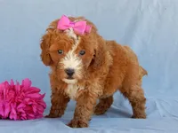 Jane, a female Miniature Goldendoodle for sale in Berlin, OH – 2 of 5