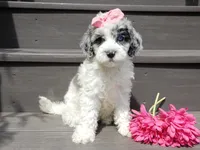 Willow, a female Sheepadoodle for sale in Berlin, OH – 7 of 9