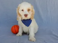 Lucky, a male Cockapoo for sale in Berlin, OH – 3 of 5