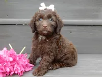 Molly, a female Cockapoo for sale in Berlin, OH – 3 of 6