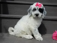 Brooke, a female Sheepadoodle for sale in Berlin, OH – 8 of 10