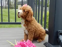 Lulu, a female Cavapoo for sale in Berlin, OH – 5 of 6