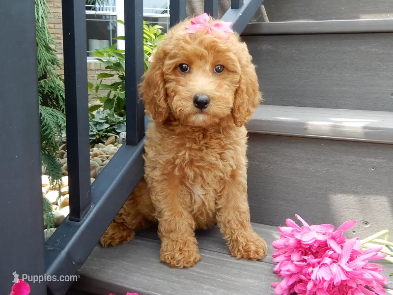 Hazel – Miniature Goldendoodle puppy for sale in Berlin, OH