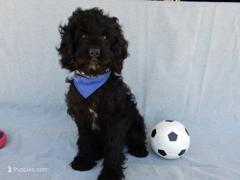 Jet – Cockapoo puppy for sale in Berlin, OH
