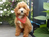 Bud, a male Cavapoo for sale in Berlin, OH – 2 of 6