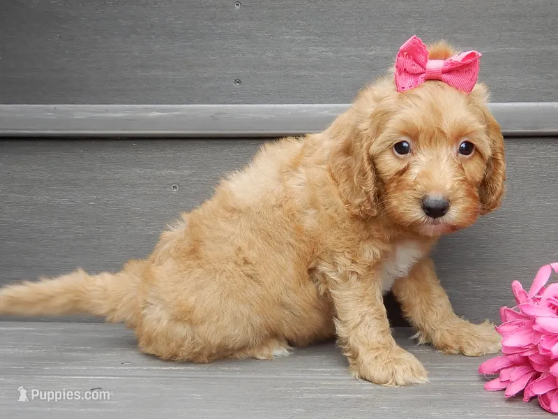 Laci – Miniature Goldendoodle puppy for sale in Berlin, OH