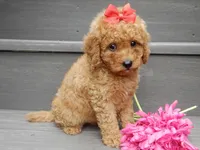 Sheila, a female Miniature Goldendoodle for sale in Berlin, OH – 2 of 6
