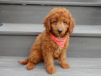 Asher, a male Miniature Goldendoodle for sale in Berlin, OH – 2 of 4