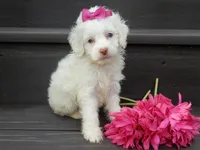 Angel, a female Cockapoo for sale in Berlin, OH – 4 of 6
