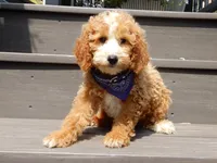 Brody, a male Miniature Goldendoodle for sale in Berlin, OH – 4 of 8