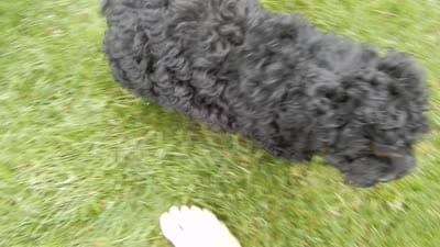 Smokey, a male Cockapoo for sale in Berlin, OH – 4 of 5