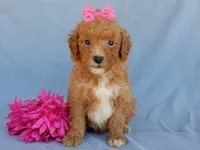 Sasha, a female Miniature Goldendoodle for sale in Berlin, OH – 5 of 5