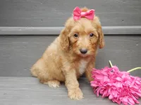 Laci, a female Miniature Goldendoodle for sale in Berlin, OH – 4 of 5